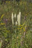 Canada Burnet, Sanguisorba canadensis
