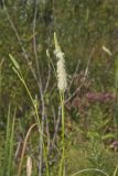 Canada Burnet, Sanguisorba canadensis