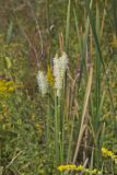 Canada Burnet, Sanguisorba canadensis