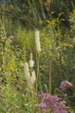 Canada Burnet, Sanguisorba canadensis