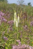 Canada Burnet, Sanguisorba canadensis