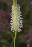 Canada Burnet, Sanguisorba canadensis