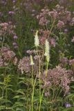 Canada Burnet, Sanguisorba canadensis