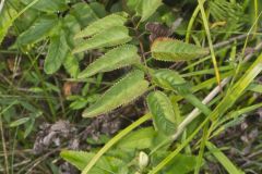 Canada Burnet, Sanguisorba canadensis