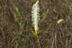 Canada Burnet, Sanguisorba canadensis