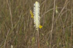 Canada Burnet, Sanguisorba canadensis