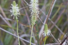 Canada Burnet, Sanguisorba canadensis