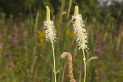 Canada Burnet, Sanguisorba canadensis