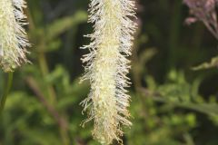 Canada Burnet, Sanguisorba canadensis