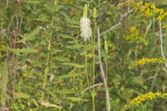 Canada Burnet, Sanguisorba canadensis