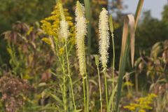 Canada Burnet, Sanguisorba canadensis