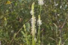 Canada Burnet, Sanguisorba canadensis