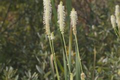Canada Burnet, Sanguisorba canadensis