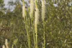 Canada Burnet, Sanguisorba canadensis