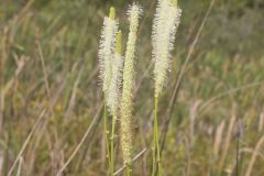 Canada Burnet, Sanguisorba canadensis