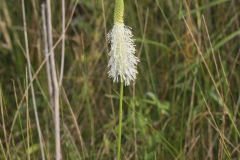 Canada Burnet, Sanguisorba canadensis