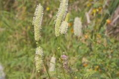 Canada Burnet, Sanguisorba canadensis