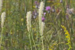 Canada Burnet, Sanguisorba canadensis
