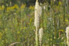 Canada Burnet, Sanguisorba canadensis