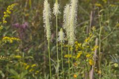 Canada Burnet, Sanguisorba canadensis