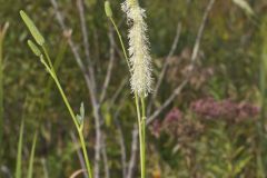 Canada Burnet, Sanguisorba canadensis