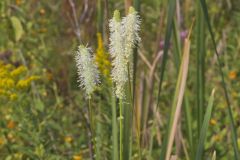 Canada Burnet, Sanguisorba canadensis