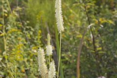 Canada Burnet, Sanguisorba canadensis