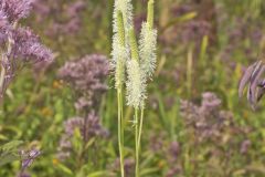 Canada Burnet, Sanguisorba canadensis