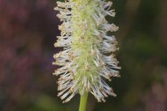 Canada Burnet, Sanguisorba canadensis