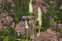 Canada Burnet, Sanguisorba canadensis