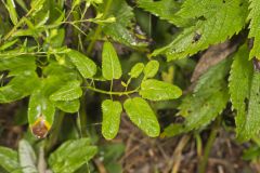 Canada Burnet, Sanguisorba canadensis