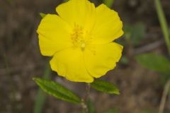 Canada Frostweed, Helianthemum canadense