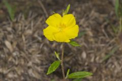 Canada Frostweed, Helianthemum canadense
