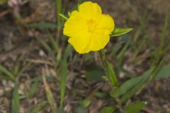 Canada Frostweed, Helianthemum canadense