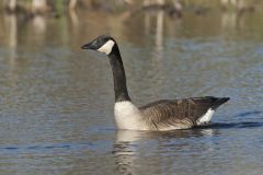 Canada Goose, Branta canadensis