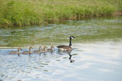 Canada Goose, Branta canadensis