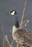 Canada Goose, Branta canadensis