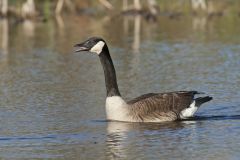 Canada Goose, Branta canadensis