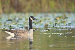 Canada Goose, Branta canadensis