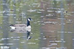 Canada Goose, Branta canadensis
