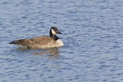 Canada Goose, Branta canadensis