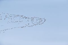 Canada Goose, Branta canadensis