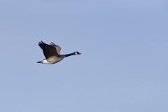 Canada Goose, Branta canadensis