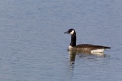 Canada Goose, Branta canadensis