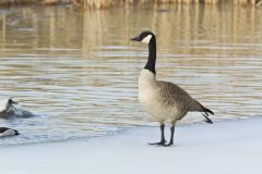 Canada Goose, Branta canadensis