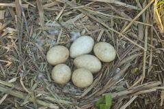 Canada Goose, Branta canadensis