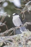 Canada Jay, erisoreus canadensis