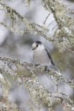 Canada Jay, erisoreus canadensis