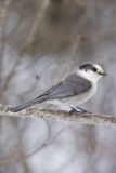 Canada Jay, erisoreus canadensis