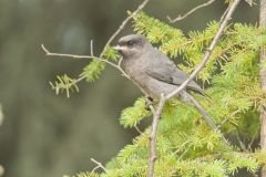 Canada Jay, erisoreus canadensis